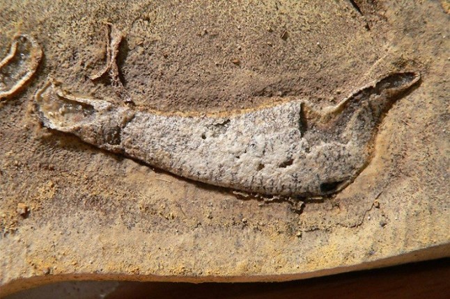 Dientes de tiburón descubiertos en una roca que alojó un T. Rex fósil