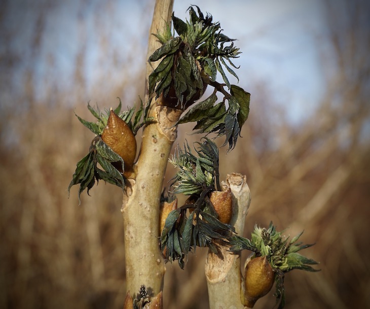 El riesgo de heladas de finales de primavera ha aumentado en Europa en los últimos 60 años