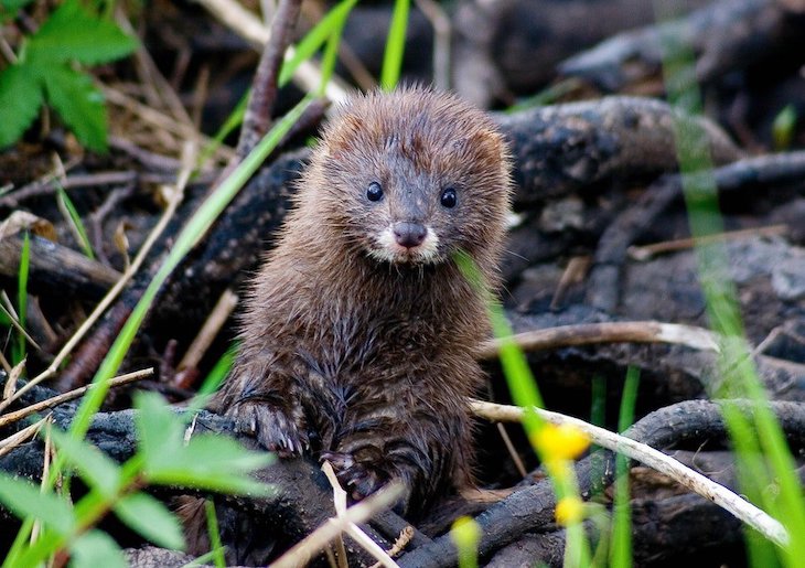 Los paises del Planeta se movilizan ante el aumento de especies invasoras