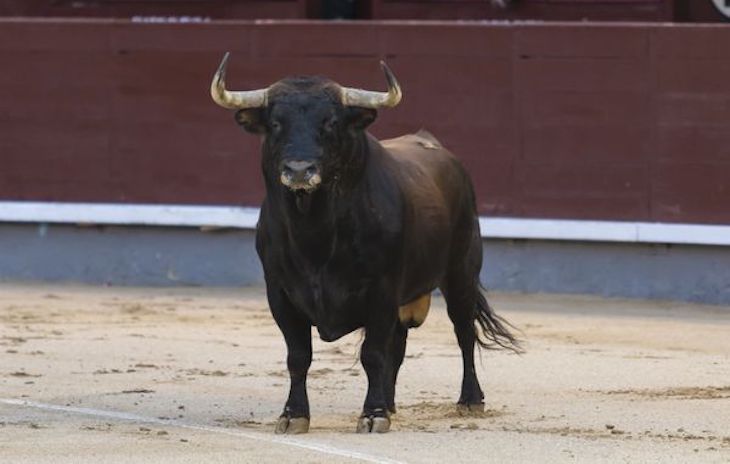 Extremadura ‘se cubre de gloria’