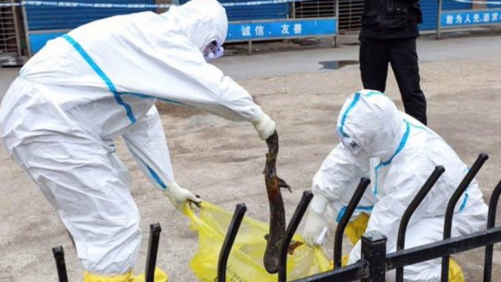 China prohíbe el tráfico y el consumo de animales salvajes