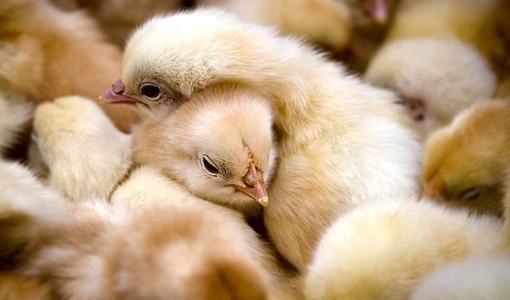 Francia prohíbe la ‘trituración’ de pollitos y … España a qué espera