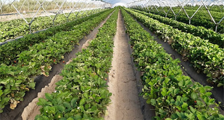 Innovaciones andaluzas para alcanzar un riego más eficiente en el campo y en las zonas verdes
