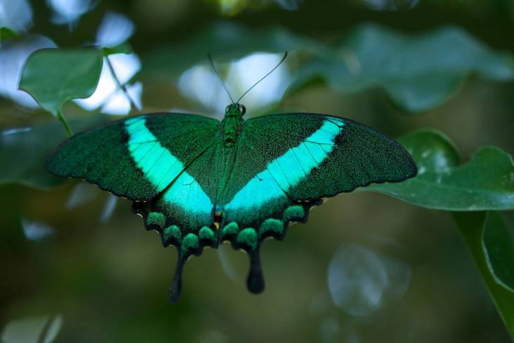 Proponen sistematizar los muestreos de insectos para comprender y evitar su desaparición