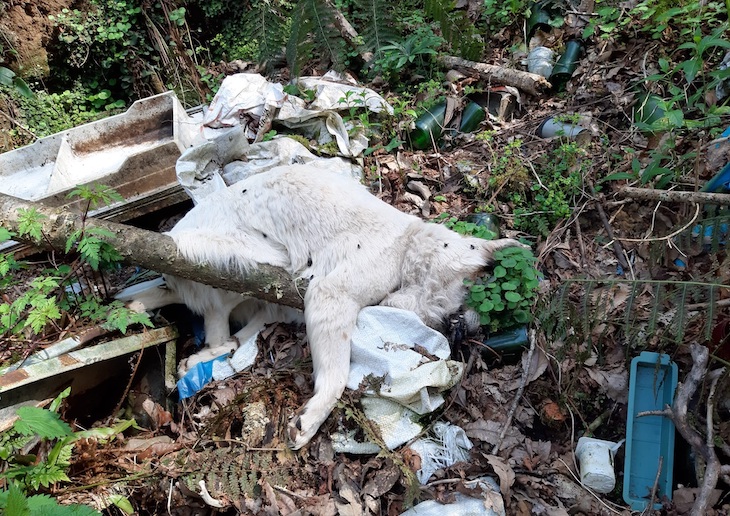 Asturias. La Fiscalía investiga el vertedero de animales de Piloña