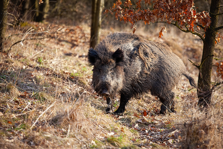 Castilla – La Mancha pone sobre la mesa propuestas de expertos para controlar la sobreabundancia del jabalí
