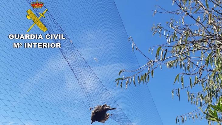 Vandalismo en Castellón cazando aves en Castellón con métodos prohibidos