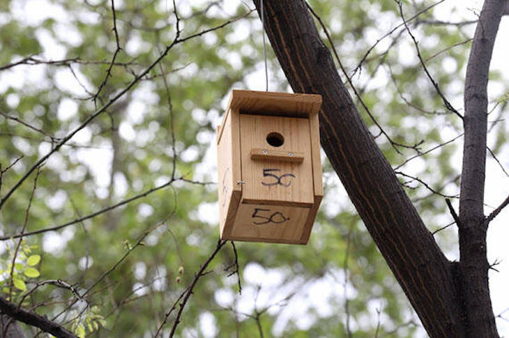 Instalarán 170 cajas nido y 50 casetas en 3.000 parques y jardines de Murcia para fomentar la biodiversidad