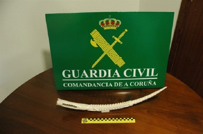 Aprehendido en A Coruña un colmillo de elefante africano tallado