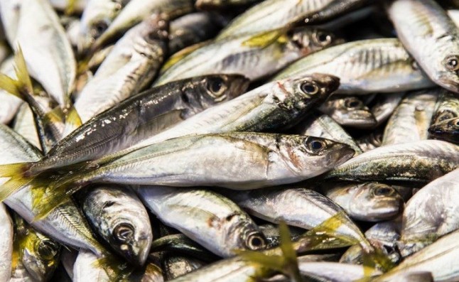 Qué pasa con la recuperación de la sardina ibérica