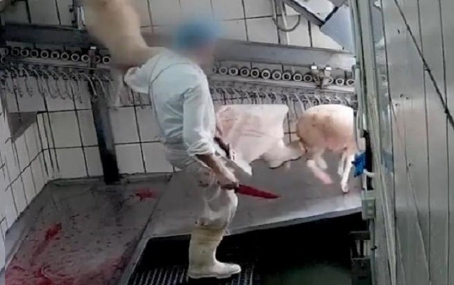 Escocia obligará a instalar cámaras de videovigilancia en los mataderos de animales