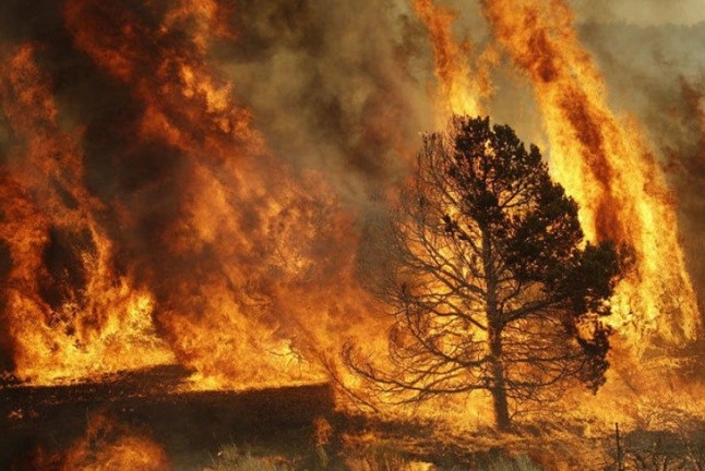 La polución por incendios impacta en bosques a cientos de kilómetros
