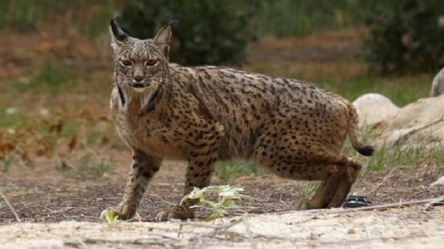 El lince ibérico regresa al Parque Nacional de Cabañeros 50 años después