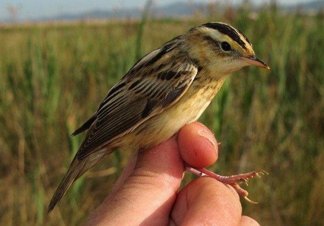 Una de las aves más amenazadas de Europa hará escala en Galisteo (Cáceres) en su ruta migratoria hacia África