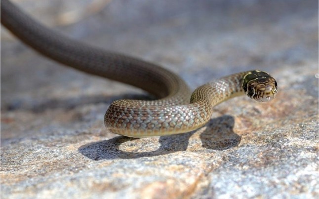 Un género inédito de serpientes aparece en el estómago de otro ofidio
