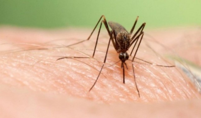 Detectado por primera vez en España el mosquito que transmite dengue y Chikungunya