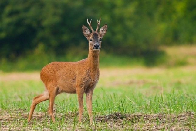 Ni se te ocurra recoger crías de corzo en el campo