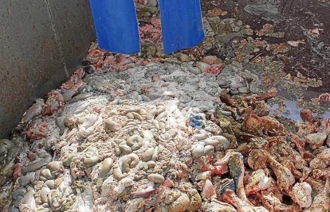 Buscando un sistema para revalorizar los residuos generados en las industrias cárnica y avícola