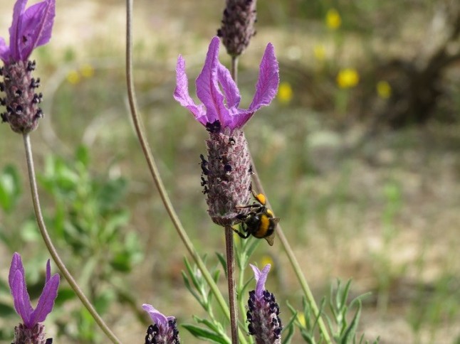 Investigadores del CSIC confirman que los abejorros polinizadores de invernadero ocupan el hábitat de los locales