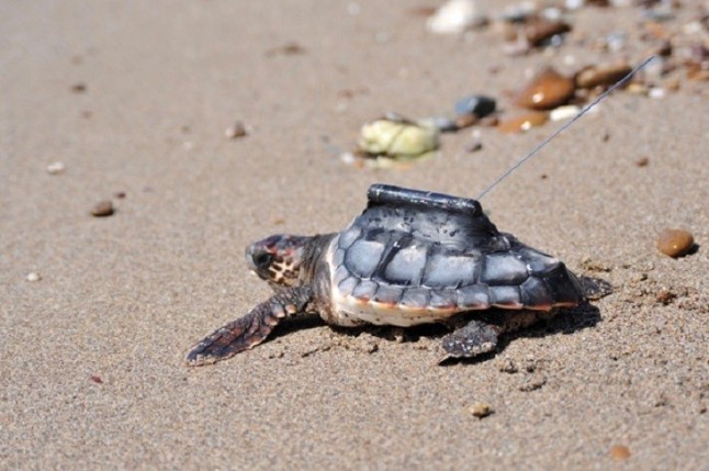 Murcia pone en marcha una campaña de voluntariado para proteger a las tortugas bobas