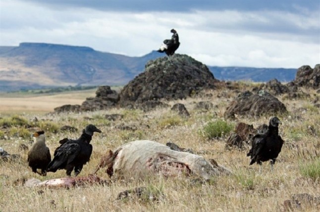 Carreteras y tráfico letales para la biodiversidad de zonas naturales