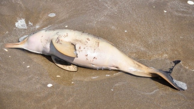 Argentina: Encontraron 14 delfines muertos en las playas del Partido de la Costa