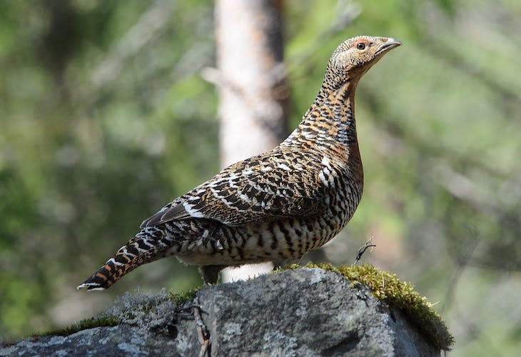 Dónde está la ‘calve’ para salvar al urogallo cantábrico