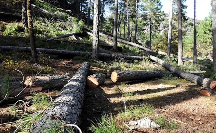 Barakaldo. Naturala presenta alegaciones contra el proyecto de tala de pinos en El Regato y su sustitución por eucaliptos