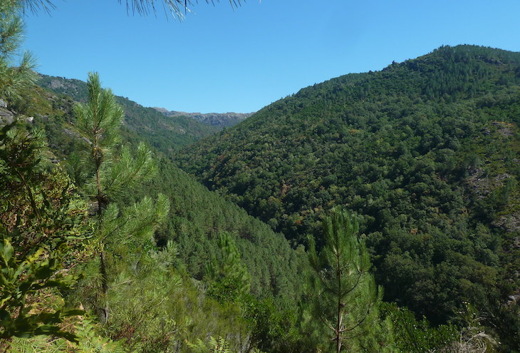 Crear paisajes menos inflamables es lo más ‘sensato’