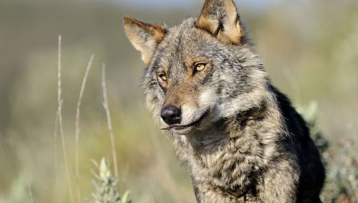 El Senado da un ‘zasca’ al PP por intentar paralizar la protección del lobo ibérico