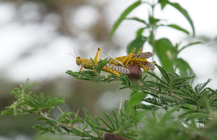 Una plaga de langostas amenazan el inicio de las cosechas en África Oriental