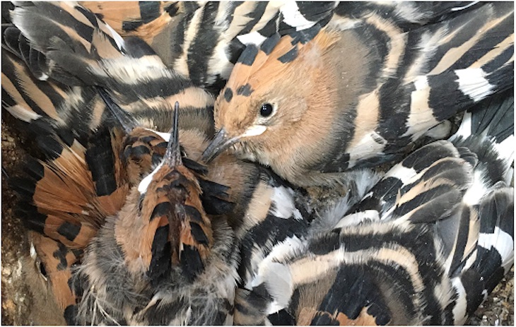 Las bacterias son clave en el comportamiento y la comunicación de las aves