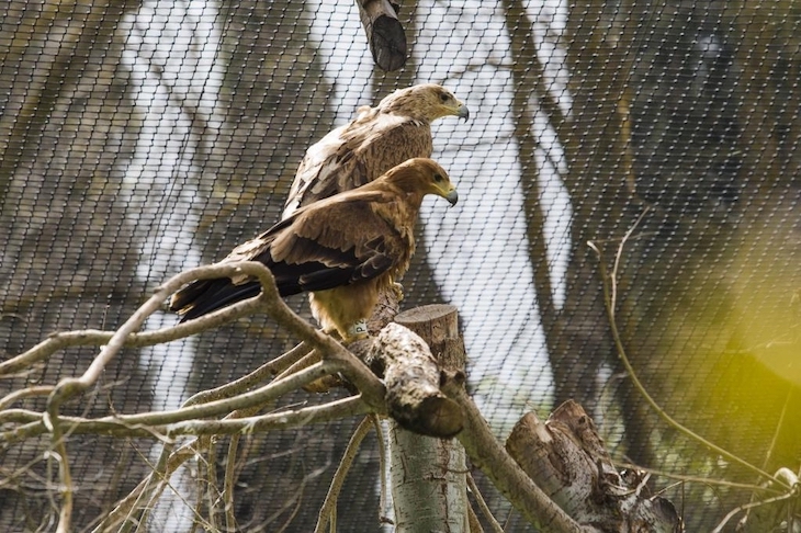 La intoxicación por plomo es confirmada como una de las principales amenazas para la conservación de las aves rapaces en España