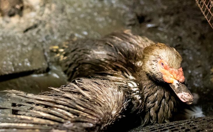La cara ‘B’ del foie gras