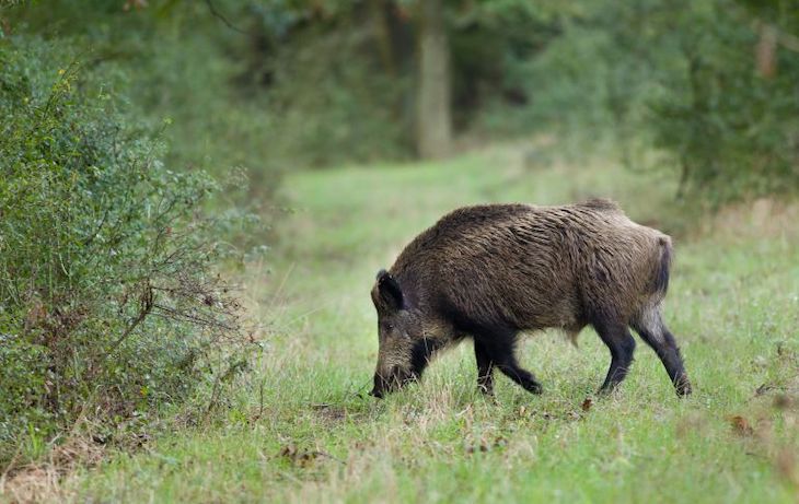 Asturias adelanta la caza del jabalí sin atender las alegaciones de los ecologistas