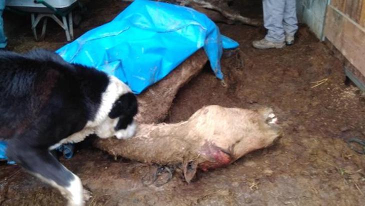 Maltrato animal en Galicia