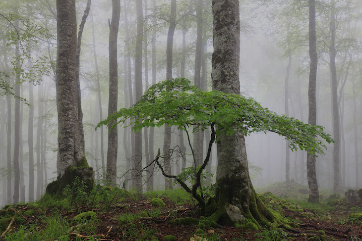 Red Natura 2000 de Álava ‘online’