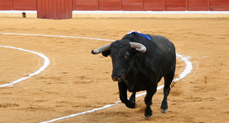NO a los toros en horario infantil