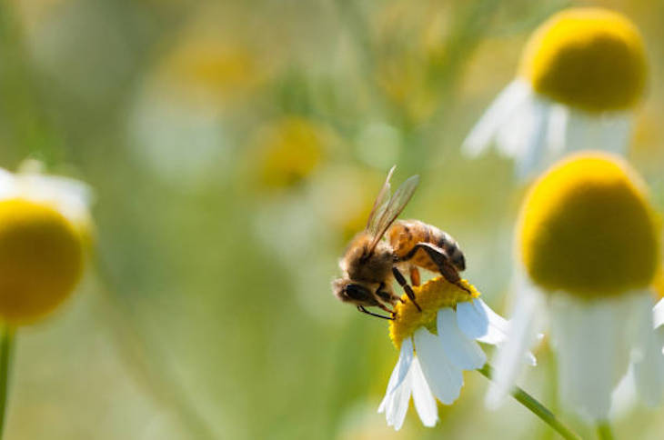 Canarias. La Casa Verde alberga la exposición ‘Biodiversidad: ABEJAS’
