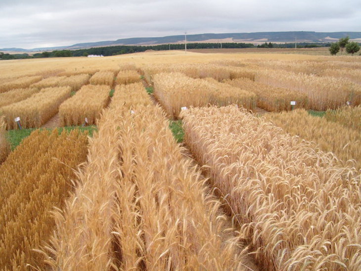 Innovación para hacer más rentables y sostenibles el cultivo de cereales