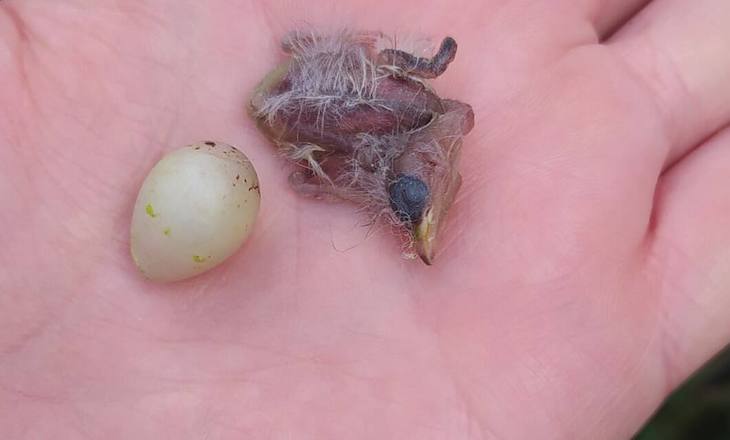 Arrasan una zona de refugio y cría de aves en Almadén de la Plata