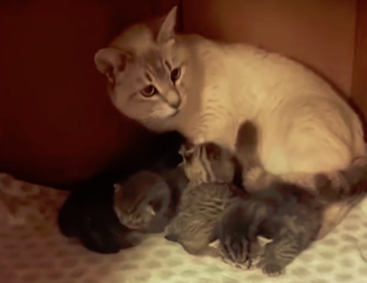 Una gata rescatada acoge a dos gatitos abandonados (video)
