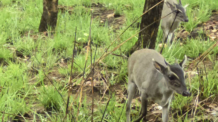 Primera foto en la naturaleza de un duiker de Walter vivo
