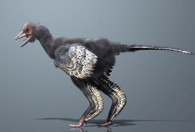 El origen de las plumas retrocede en 70 millones de años