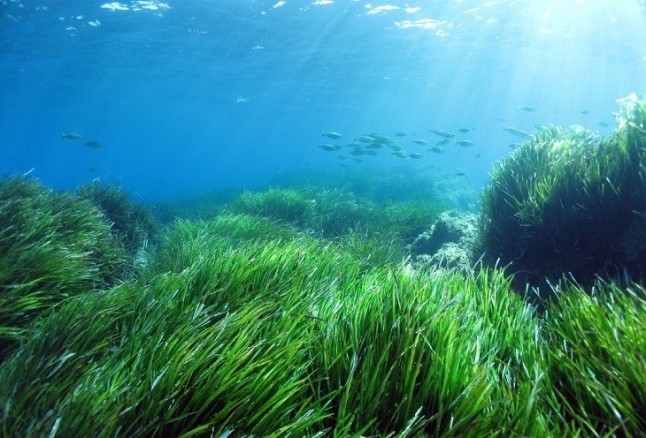 El operativo de protección de posidonia en Baleares lleva a cabo 42.700 actuaciones este verano
