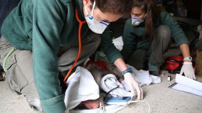 Oasis WildLife Fuerteventura y AAP consiguen un nuevo hogar para el macaco japonés aislado en Lanzarote