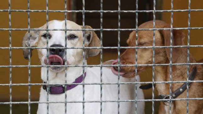 PACMA colaborará con el Gobierno para abordar una ley estatal de protección animal