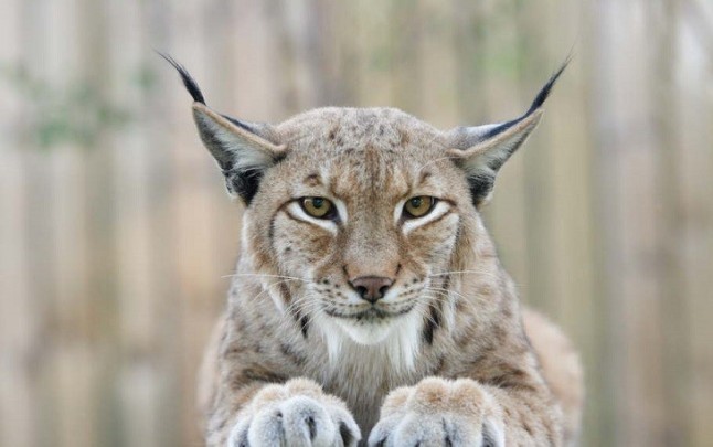 La caza furtiva del lince europeo en Alemania