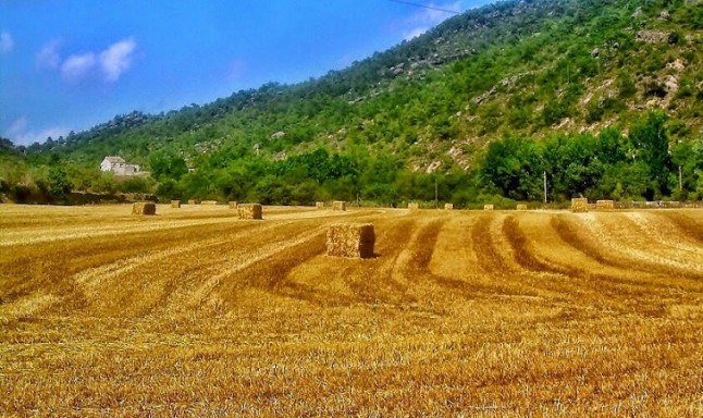 La tremenda importancia y consecuencias de la gestión de las siegas de heno