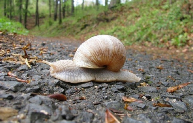 Editan un libro rojo de los moluscos para ayudar a conservar las 122 especies que alberga Murcia